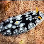 Phyllidia sp. 2